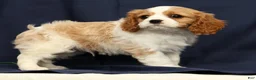Cavalier King Charles Spaniel dogs for sale: Dominic - Ad 9