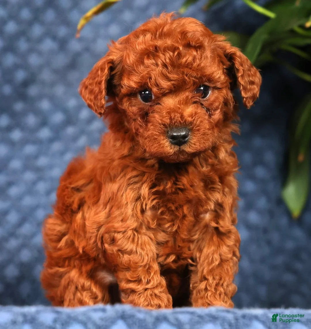Cavapoo dogs for sale: Sasha - Ad 1