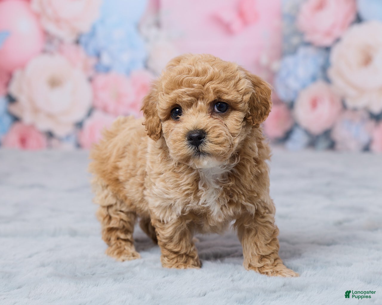 Bichpoo dogs for sale: Petunia - Ad 4