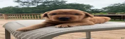 Golden Retriever dogs for sale: Azlan - Ad 4