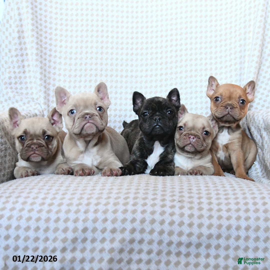 Frenchton dogs for sale: Toby - Ad 3