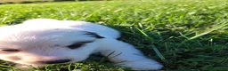 Great Pyrenees dogs for sale: James - Ad 2