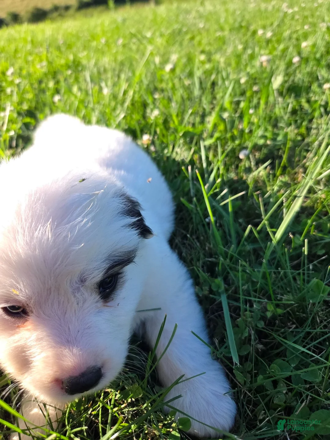 Great Pyrenees dogs for sale: James - Ad 2