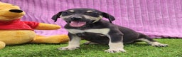 Catahoula Leopard Dog dogs for sale: Tess 2025 Female 1 - Ad 1
