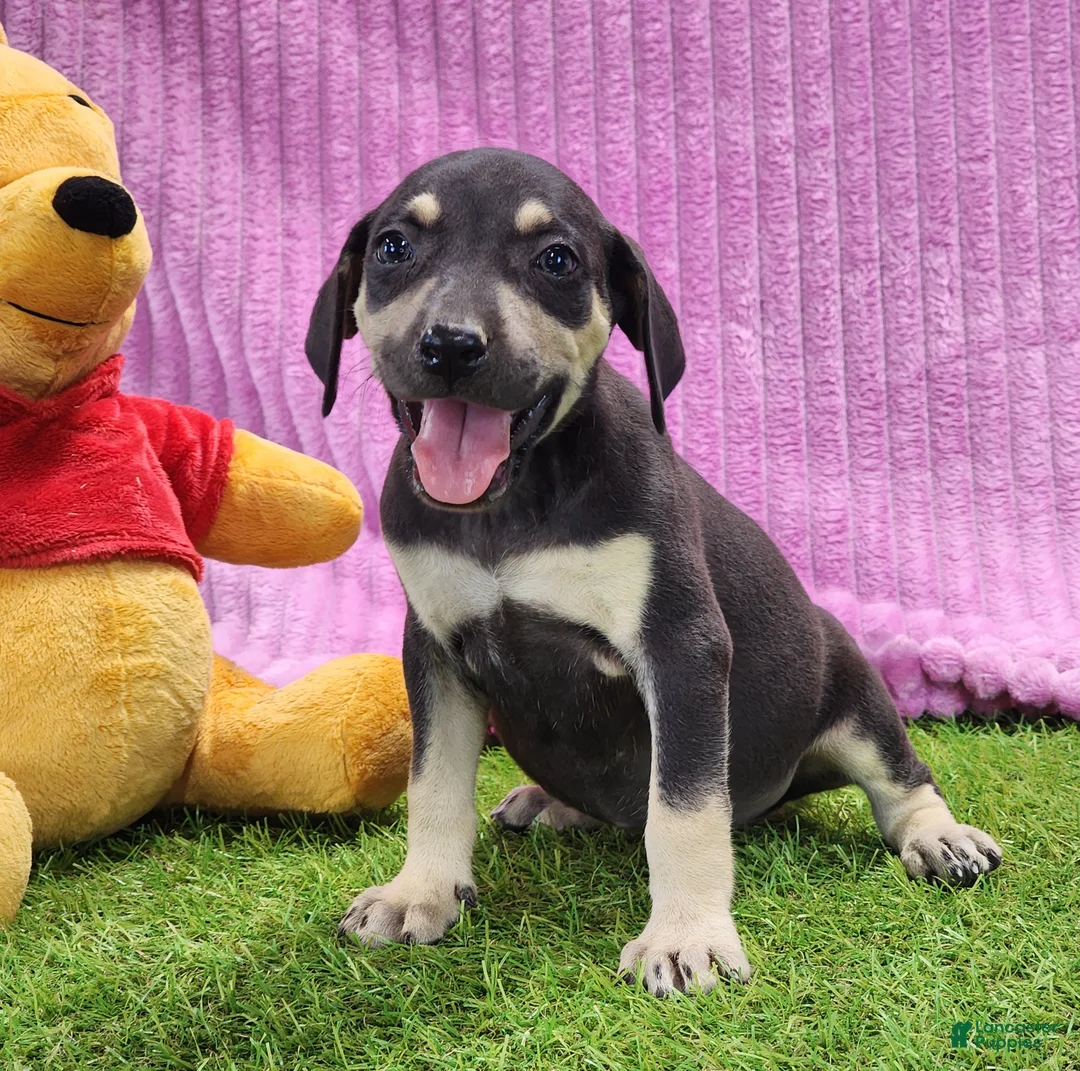 Catahoula Leopard Dog dogs for sale: Tess 2025 Female 1 - Ad 1