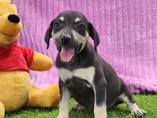 Catahoula Leopard Dog dogs Tess 2025 Female 1 - Ad 4