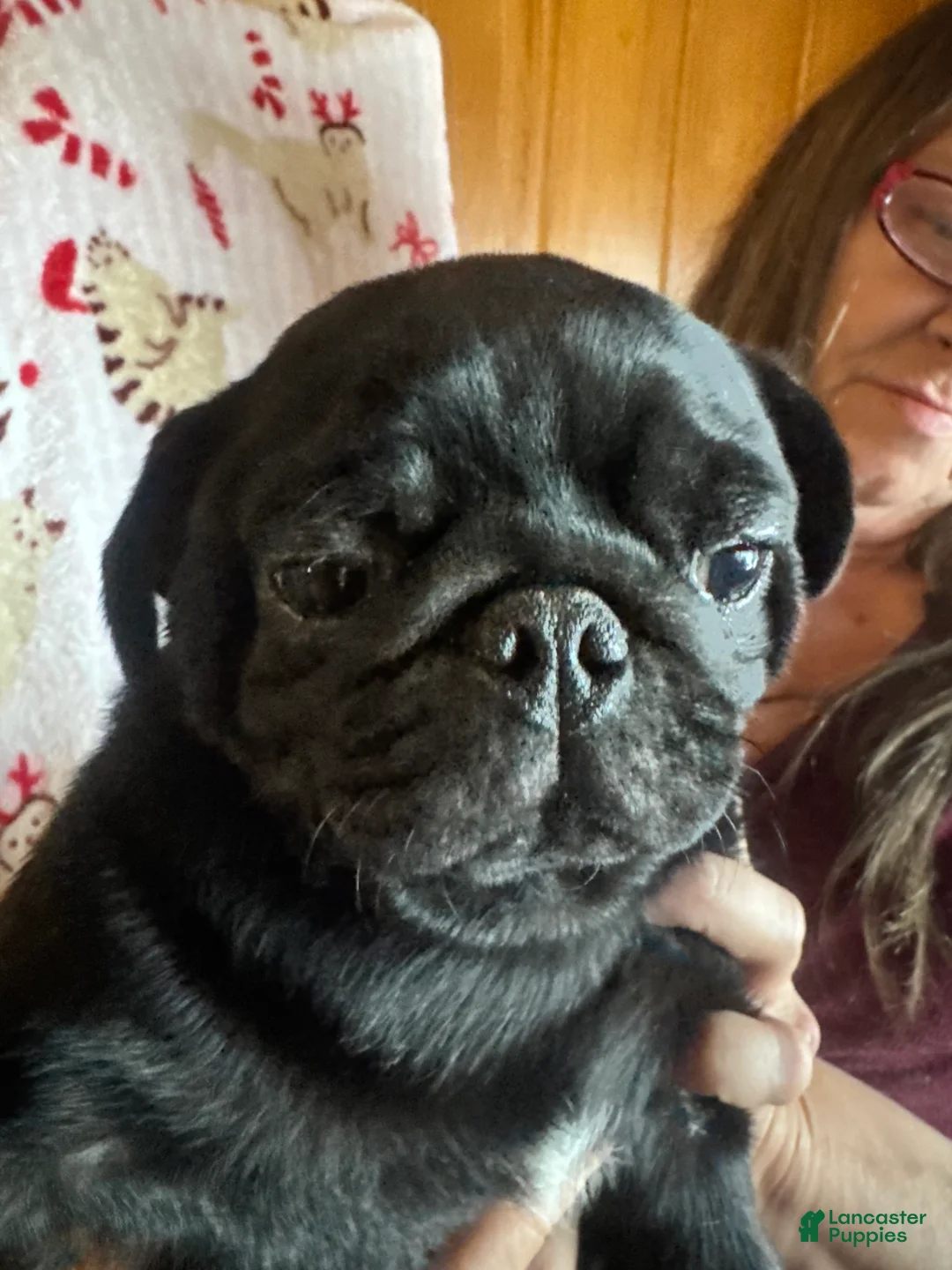 Pug dogs for sale: Pug Puppy 3 - Ad 1