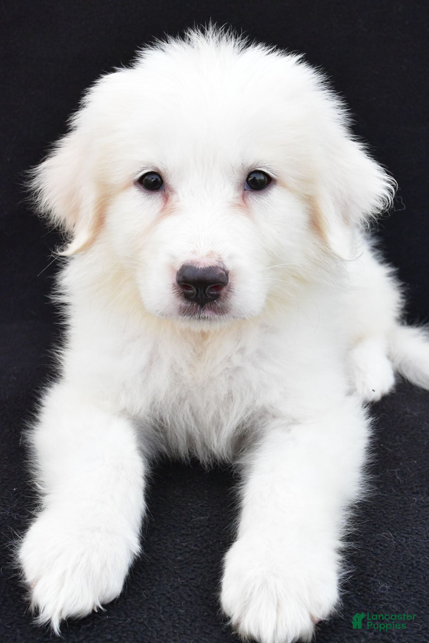 Great Pyrenees dogs Marla - Ad 2