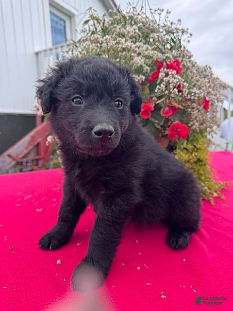 Mixed Breed dogs Tosha - Ad 1