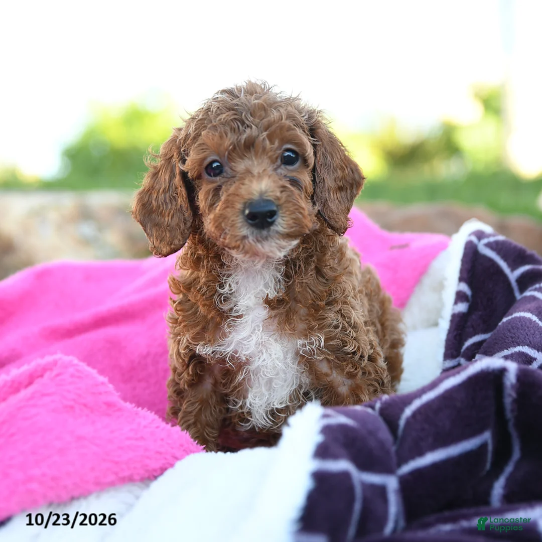 Miniature Poodle dogs for sale: Zoey - Ad 1