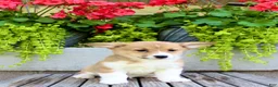 Welsh Corgi Pembroke dogs for sale: Roxy - Ad 3