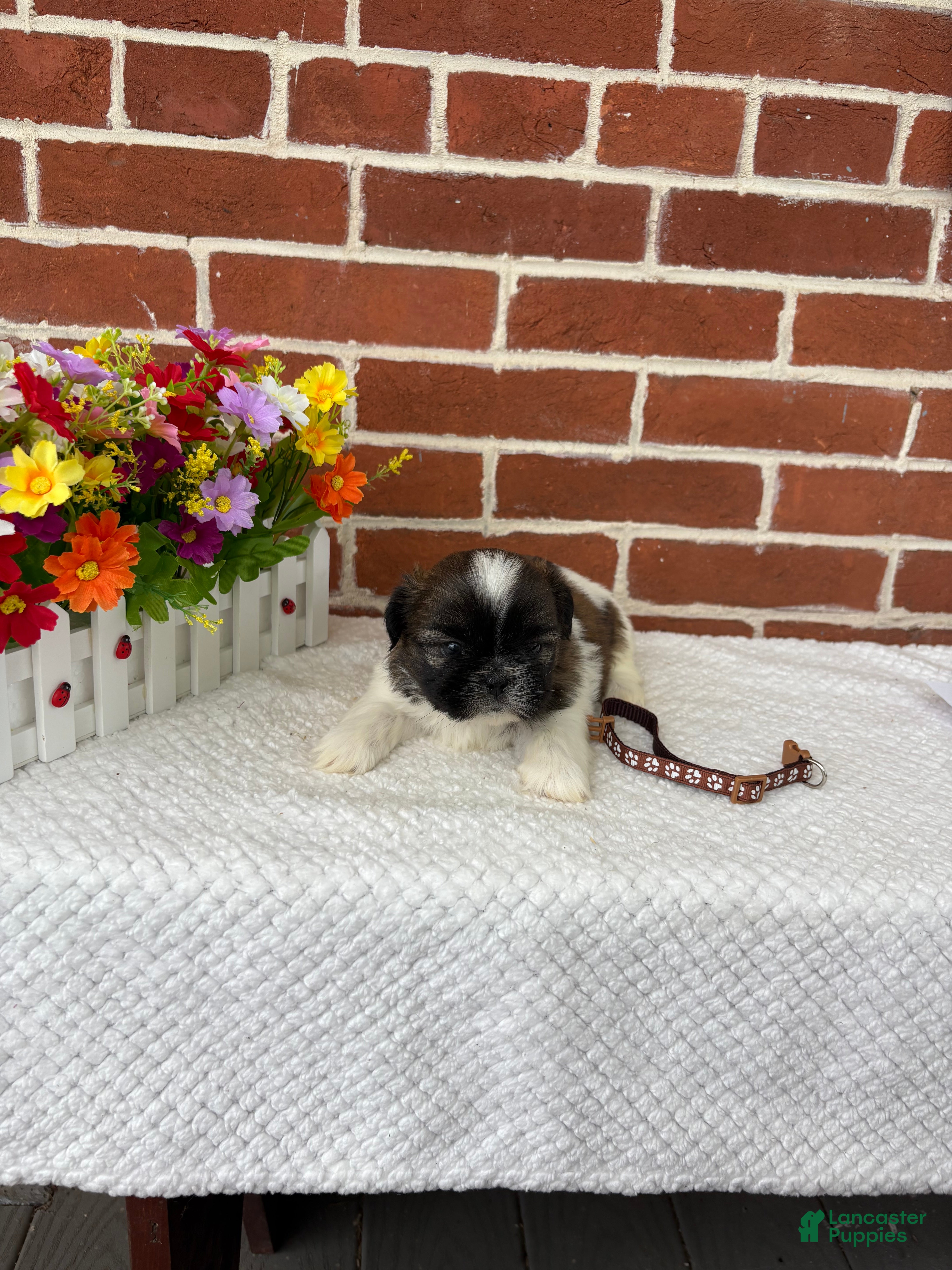 Shih Tzu dogs for sale: Linus - Ad 3
