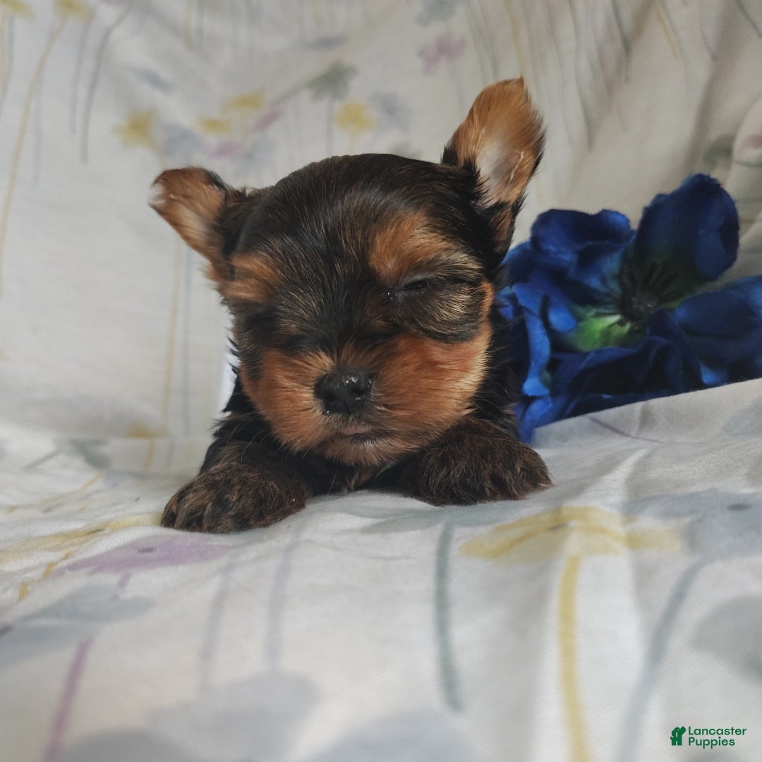 Yorkshire Terrier dogs for sale: Champ - Ad 6