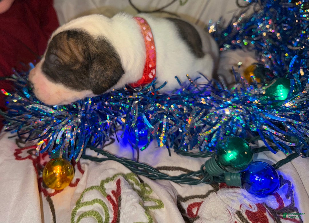 Great Dane dogs for sale: Howard - Ad 9