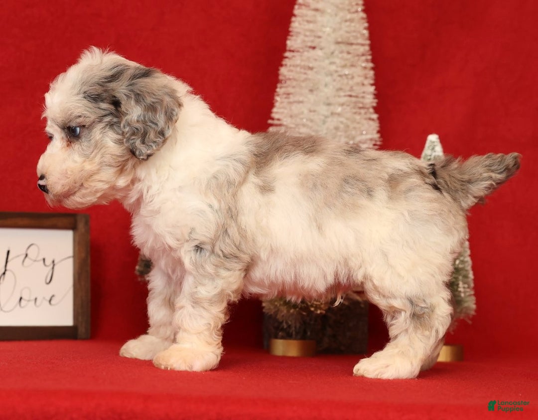 Miniature Poodle dogs for sale: Asher - Ad 3
