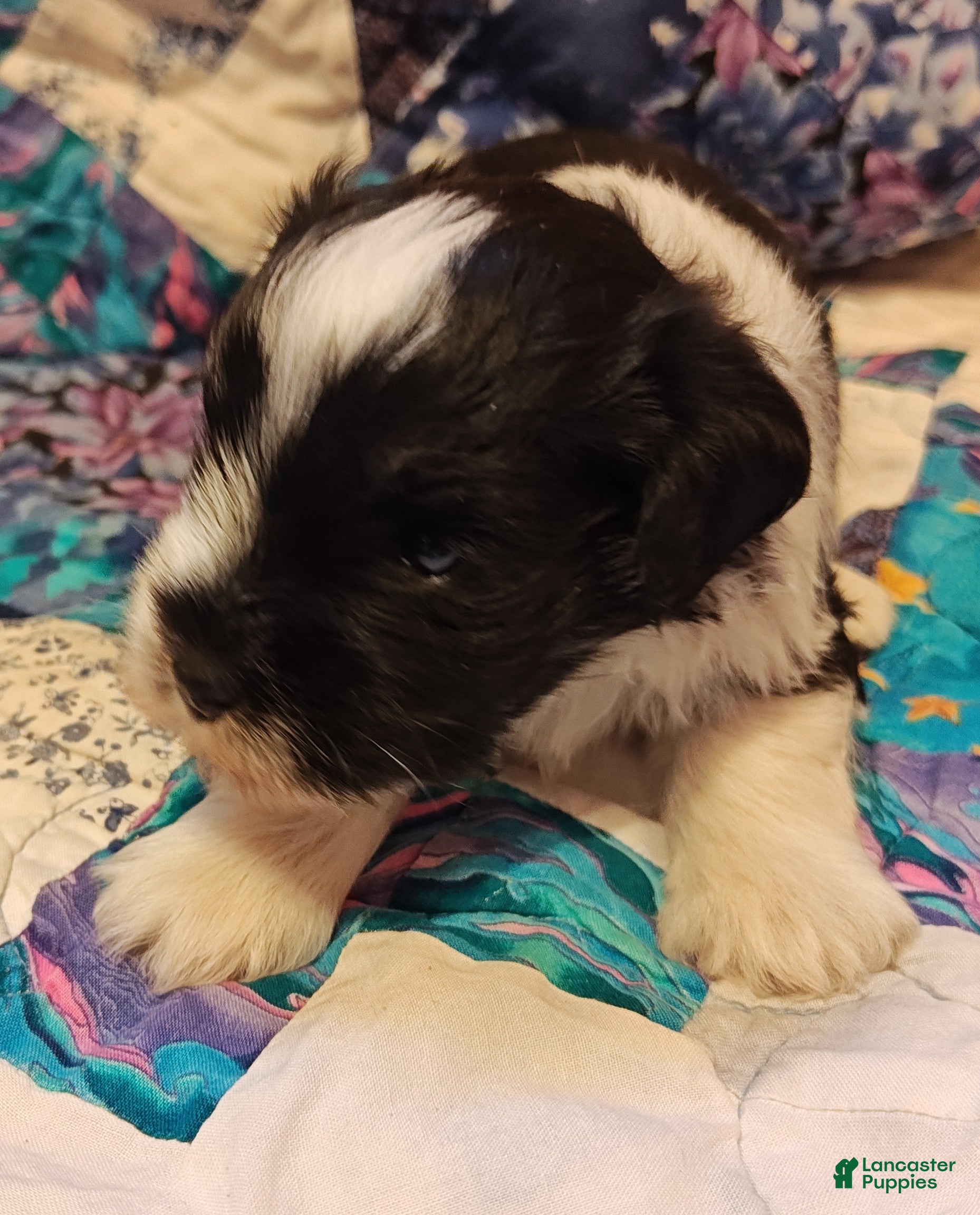 Miniature Schnauzer dogs Miniature Schnauzer Boy 2 - Ad 40