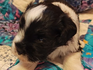 Miniature Schnauzer dogs Miniature Schnauzer Boy 2 - Ad 40