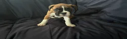Boxer dogs for sale: Flash - Ad 3