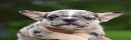 Mixed Breed dogs for sale: Cindy merle and tan  - Ad 6