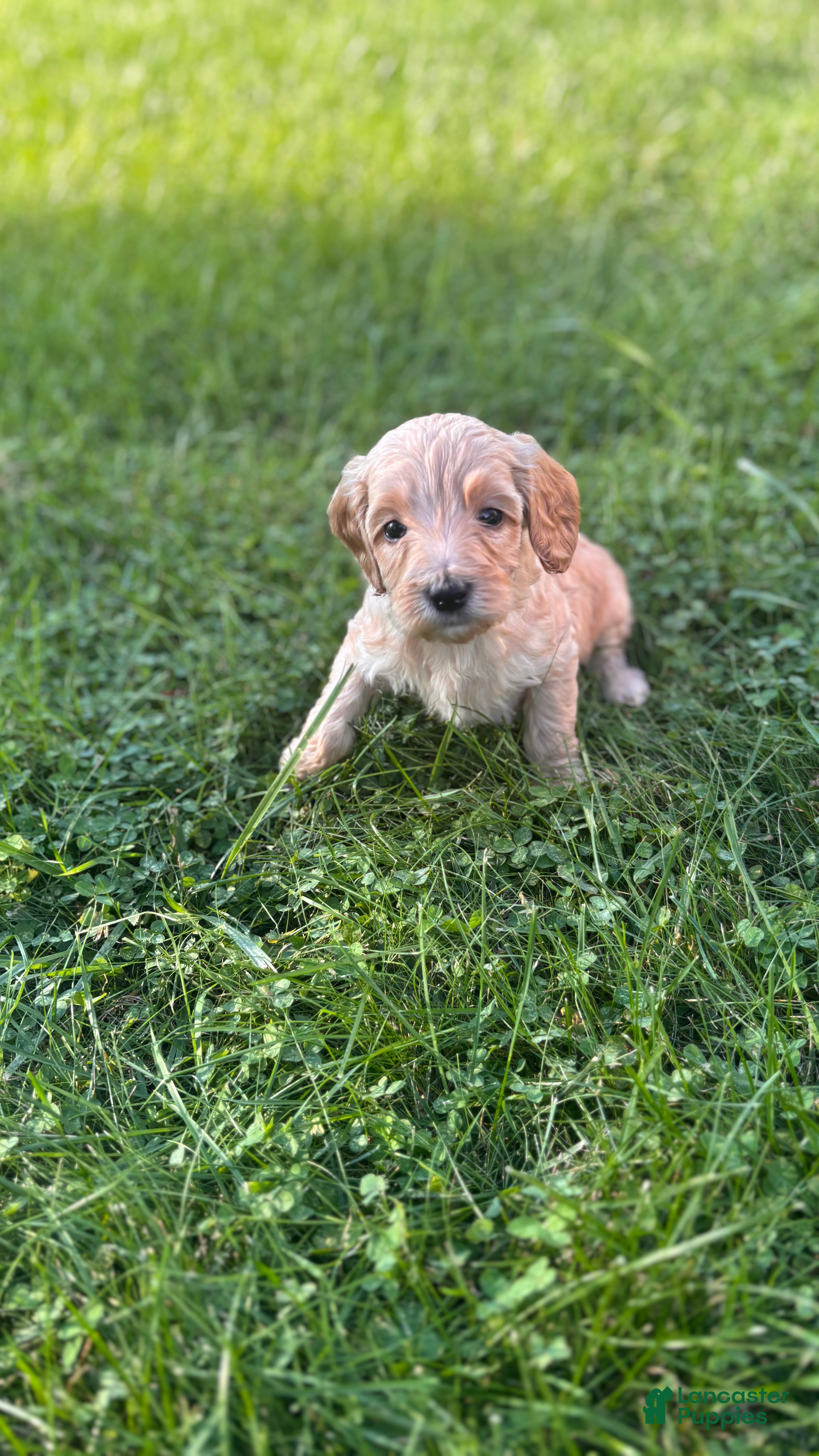 Mini Goldendoodle dogs Yellow (Runt) - Ad 3