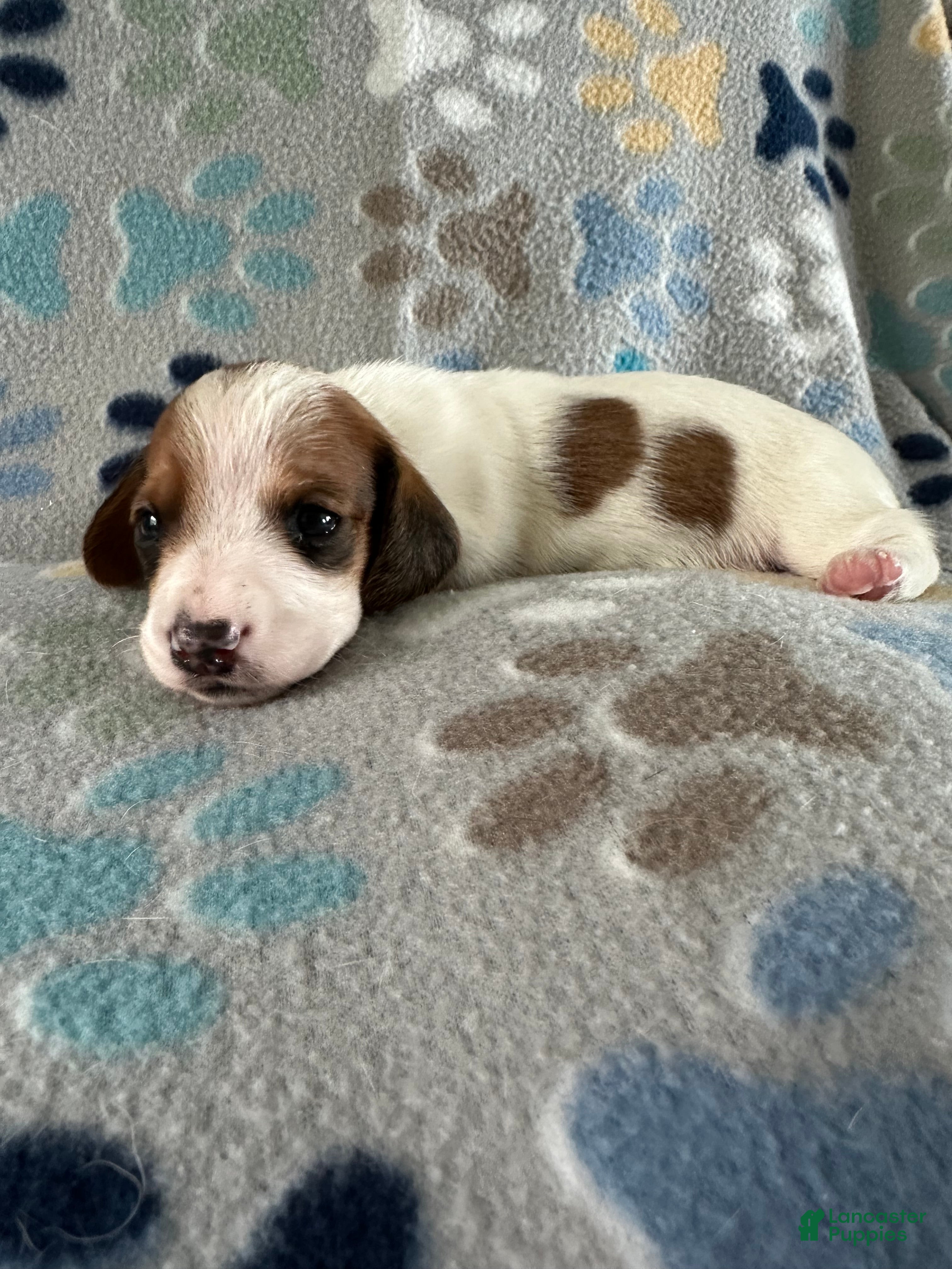 Miniature Dachshund dogs Twinkie🎀 - Ad 2