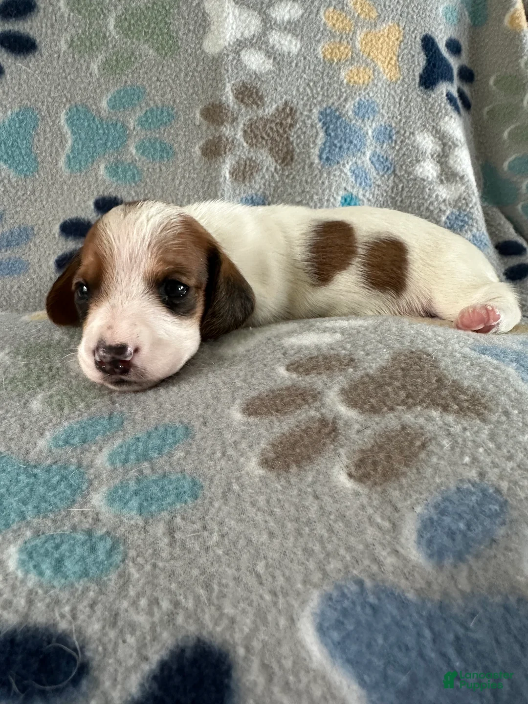 Miniature Dachshund dogs for sale: Twinkie🎀 - Ad 2