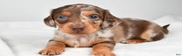 Miniature Dachshund dogs for sale: Casey  - Ad 3