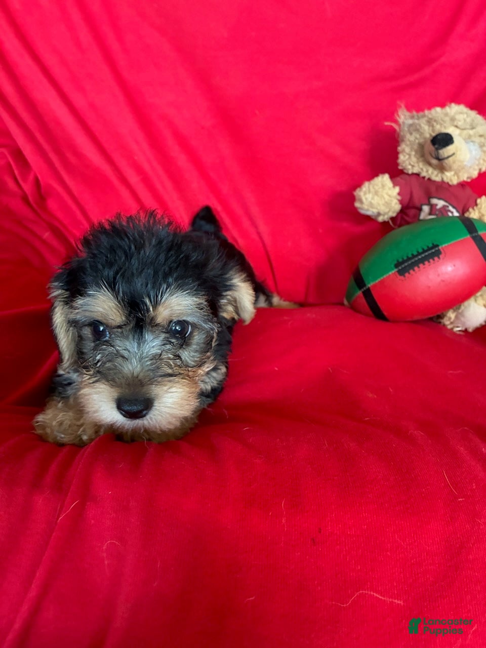 Yorkiepoo dogs Rosco - Ad 2