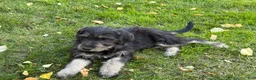Labradoodle dogs for sale: OCEAN - Ad 8