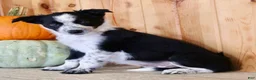 Mixed Breed dogs for sale: Betty - Ad 1