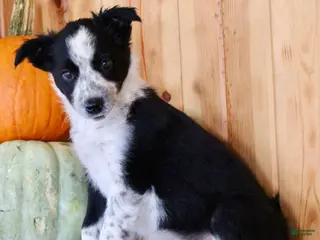 Offset Border Border collie Mixed Breed Puppies for sale | Lancaster Puppies