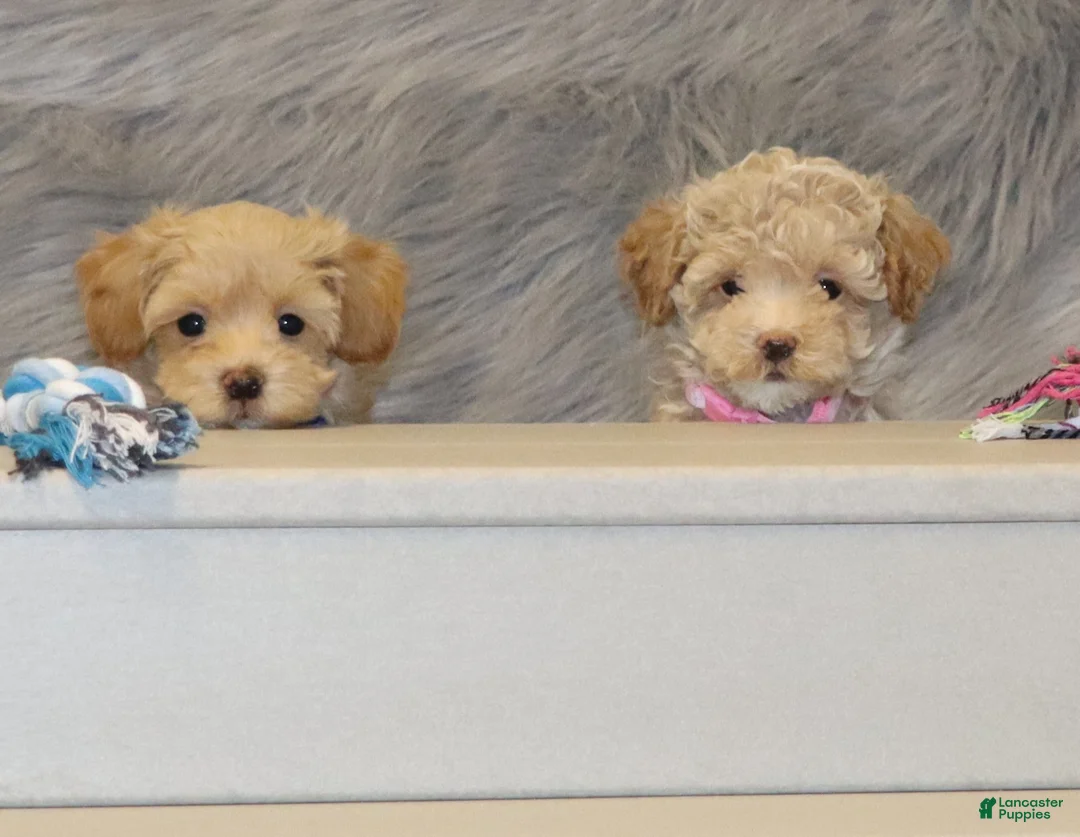 Havapoo dogs for sale: Apple Toy Size👨‍👨‍👦‍👦💞🐕 - Ad 5