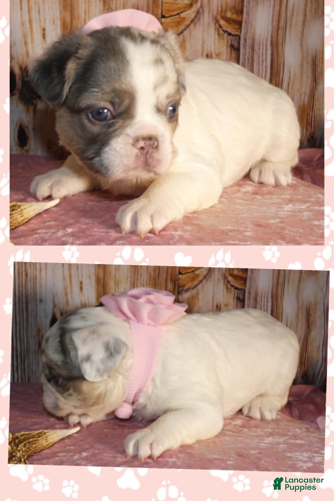 French Bulldog dogs French Bulldog 3 - Ad 2