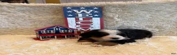 Bernese Mountain Dog dogs for sale: Garrett - Ad 10
