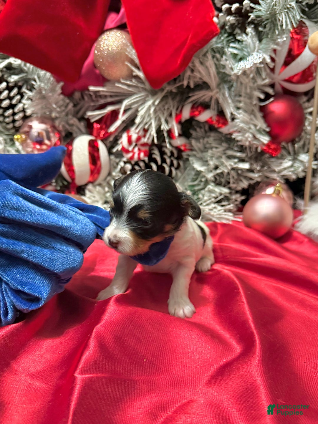 Yorkshire Terrier dogs for sale: Alfredo - Ad 1