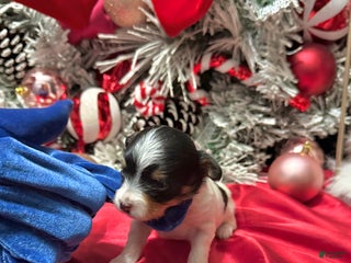 Yorkshire Terrier dogs Alfredo - Ad 28