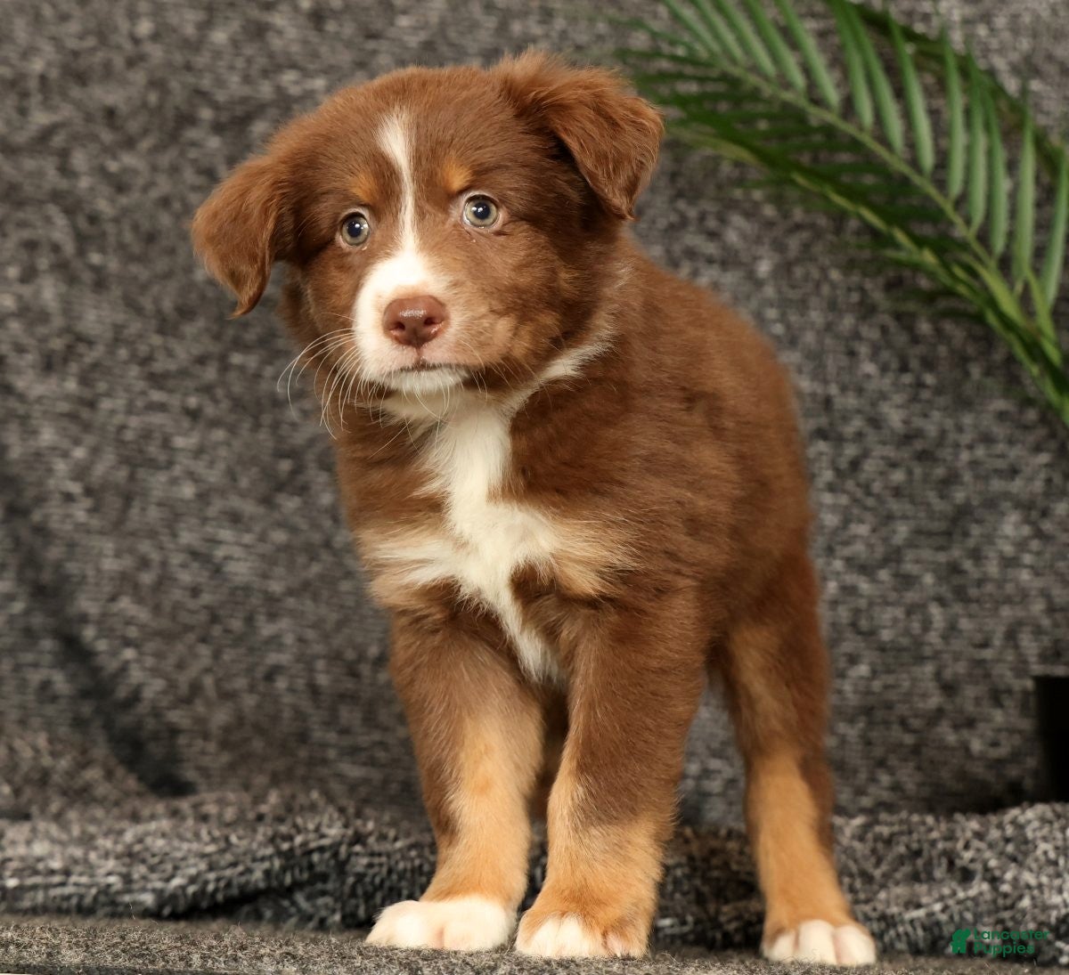 Miniature Australian Shepherd dogs Manny - Ad 1