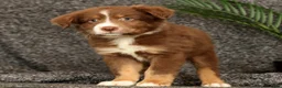 Miniature Australian Shepherd dogs for sale: Manny - Ad 1