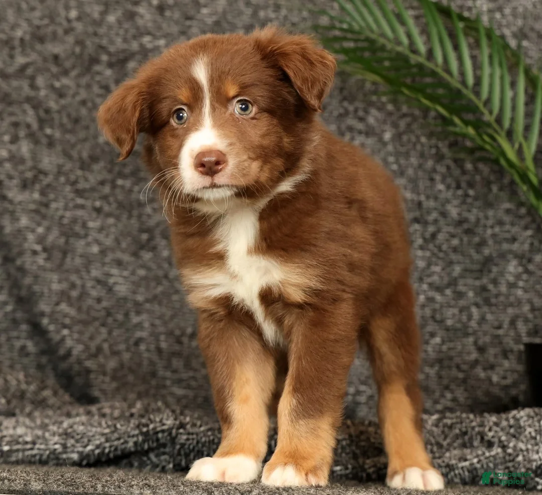 Miniature Australian Shepherd dogs for sale: Manny - Ad 1