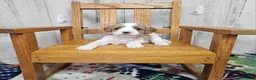 Cavapoo dogs for sale: F1 Asher - Ad 2