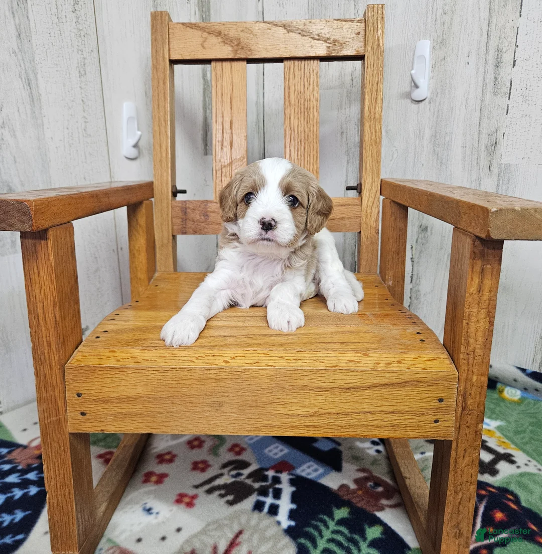 Cavapoo dogs for sale: F1 Asher - Ad 2