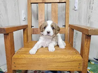 Cavapoo dogs F1 Asher - Ad 26