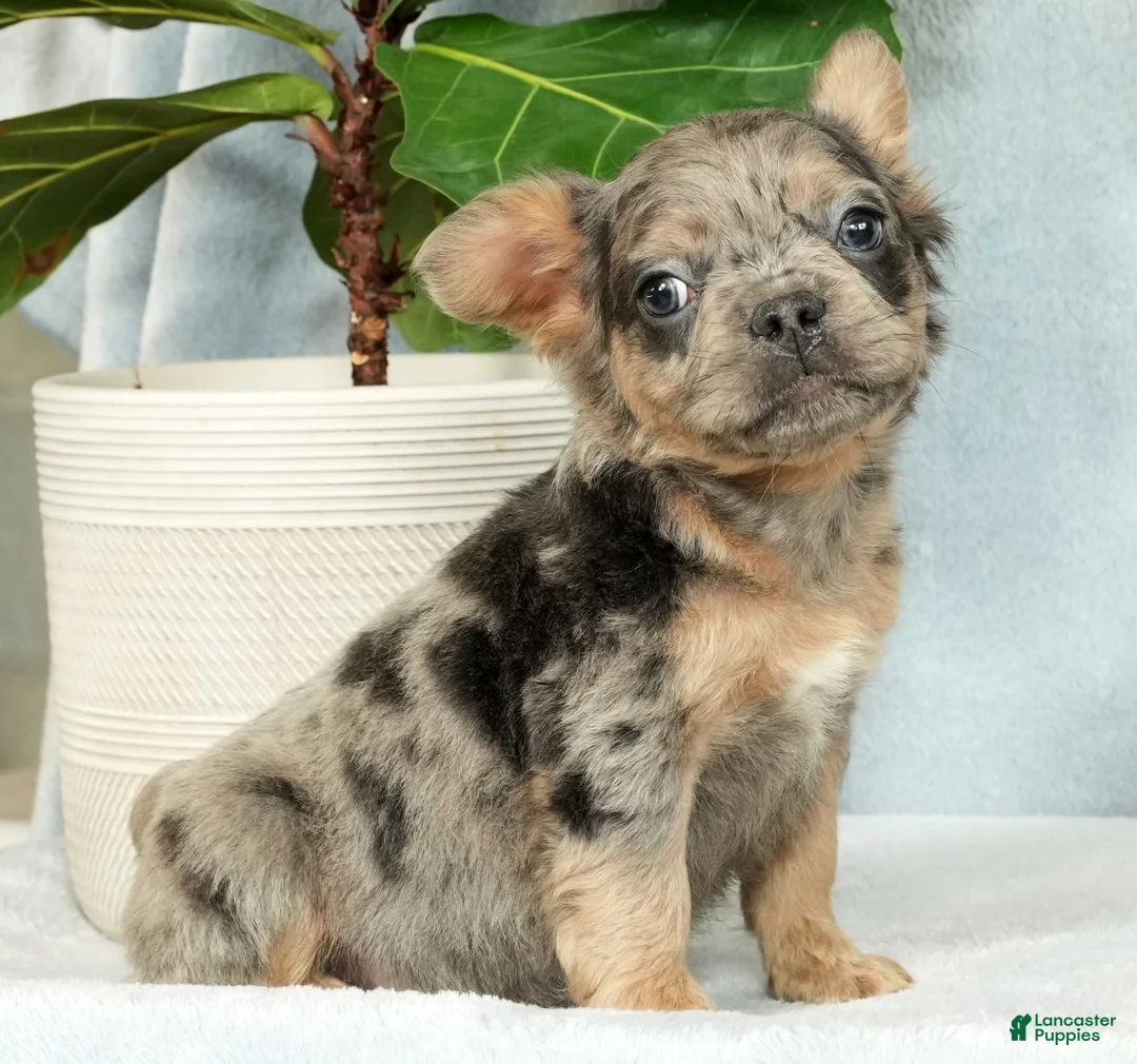 French Bulldog dogs for sale: Abel - Ad 7