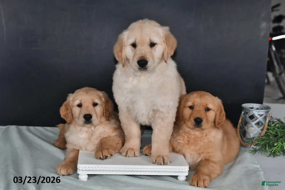 Golden Retriever dogs for sale: Kari - Ad 5