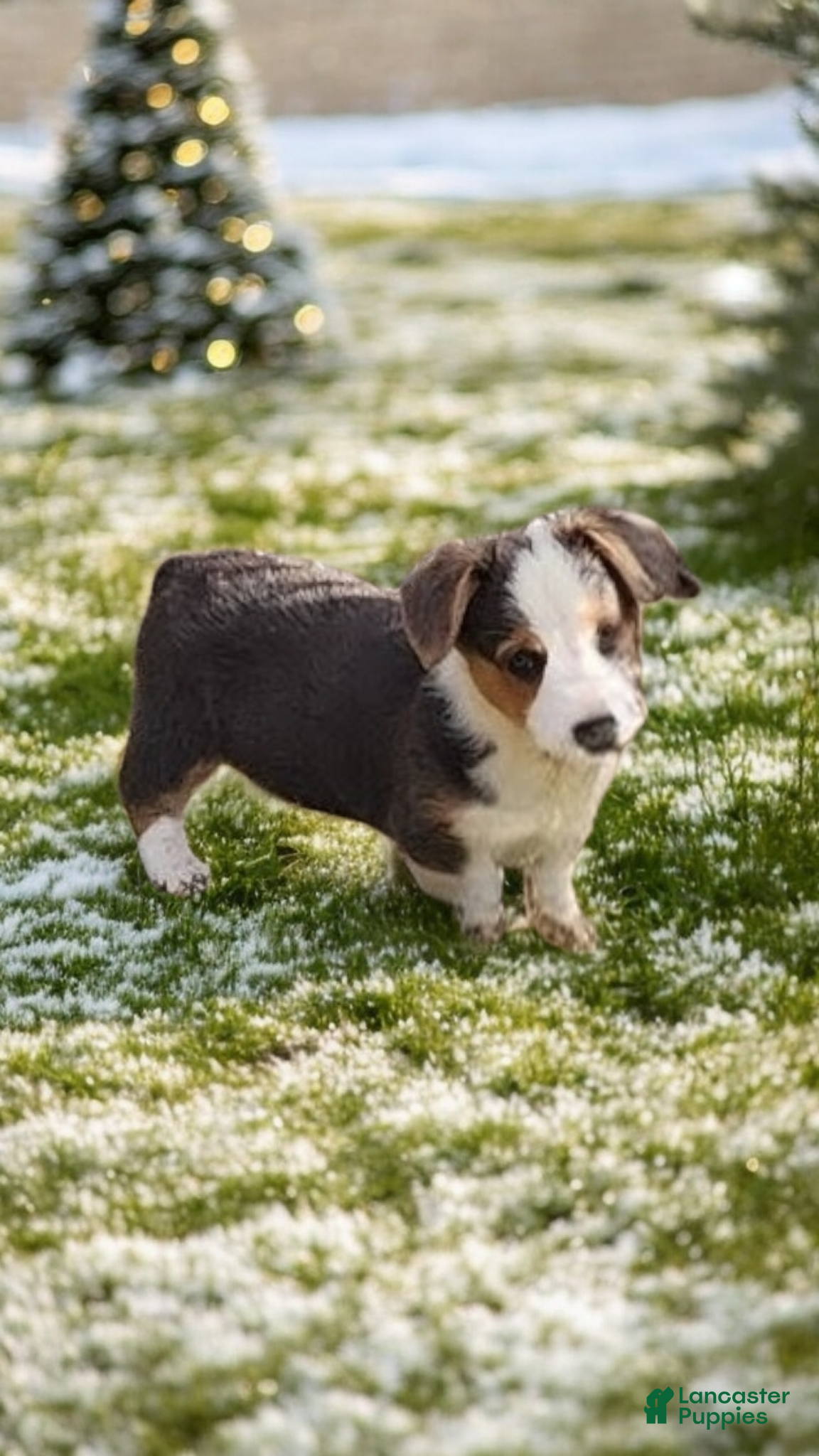 Welsh Corgi Pembroke dogs Apex Bluie  - Ad 13