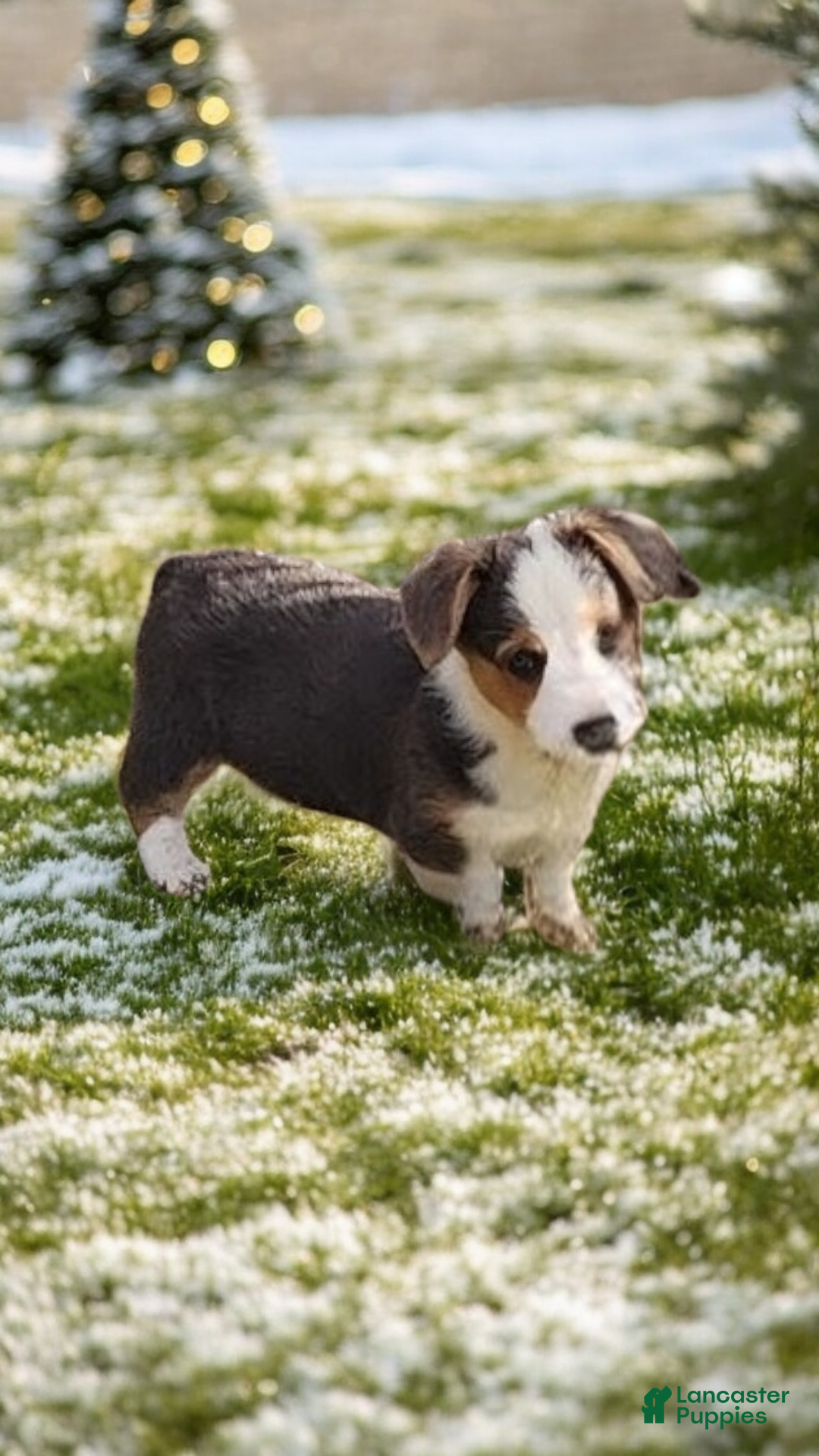 Welsh Corgi Pembroke dogs for sale: Apex Bluie  - Ad 5