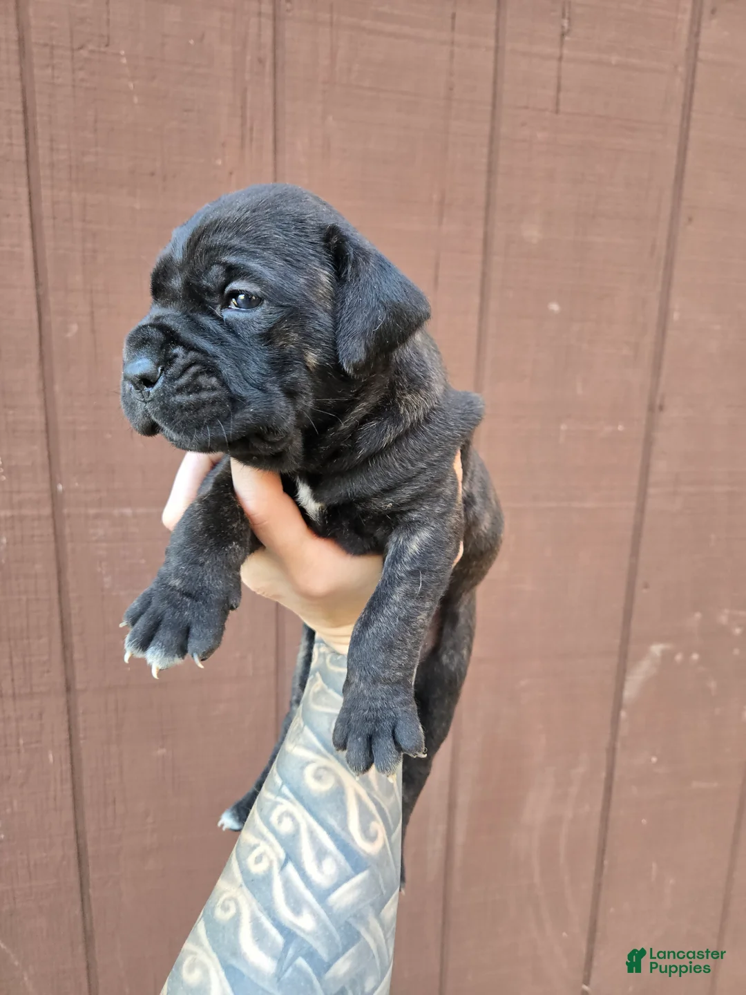 Cane Corso dogs for sale: Chippewa  - Ad 2