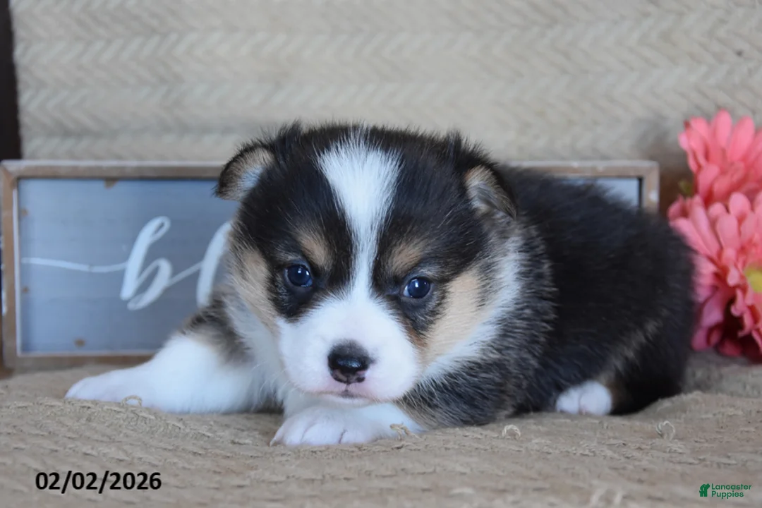 Welsh Corgi Pembroke dogs for sale: Ryan - Ad 2