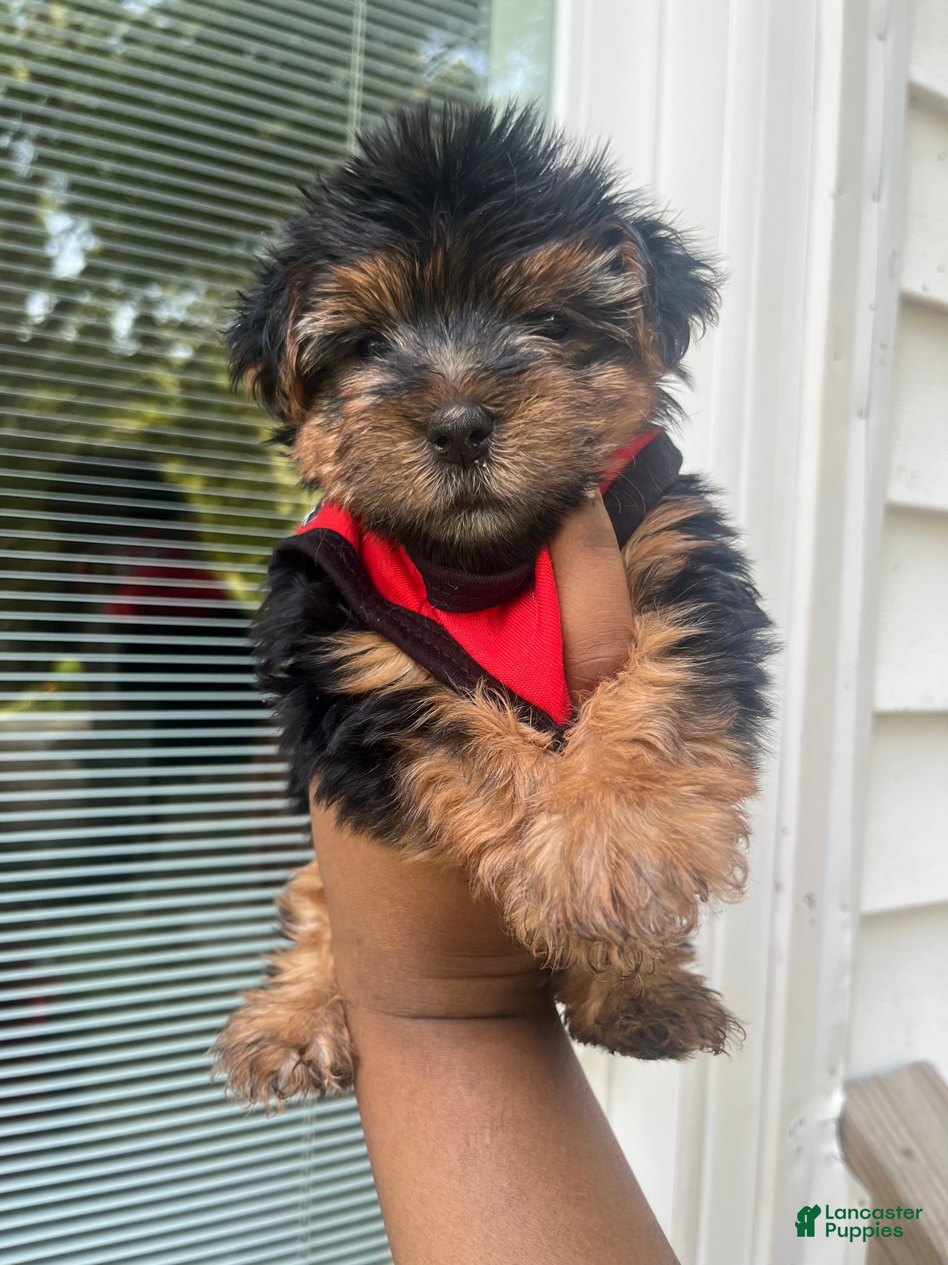 Yorkiepoo dogs Porky - Ad 8