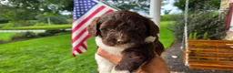 Portuguese Water Dog dogs for sale: Mary - Ad 4